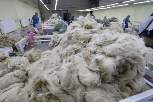 Зүүн аймгуудад ноолуур 150 мянган төгрөг хүрчээ