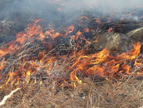 Өнжмөл, шар өвсийг шатаахгүй байхыг анхааруулж байна