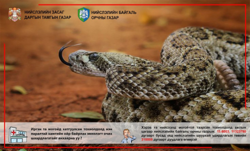 СЭРЭМЖЛҮҮЛЭГ: Суурьшлын бүсэд хортой могой орж ирж байгаа тул сэрэмжтэй байхыг анхааруулж байна