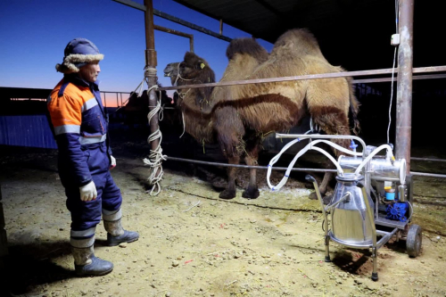 Монголын анхны ингэний ферм инкубатор хэлбэрээр үйл ажиллагаа явуулж байна
